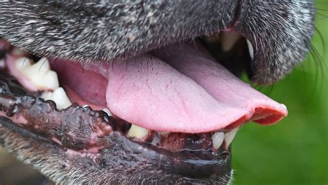 Wheezing In Dogs Symptoms Causes And Treatments Dogtime