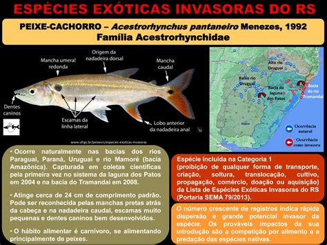 EspÉcies ExÓticas Invasoras Guia Digital De IdentificaÇÃo De Peixes