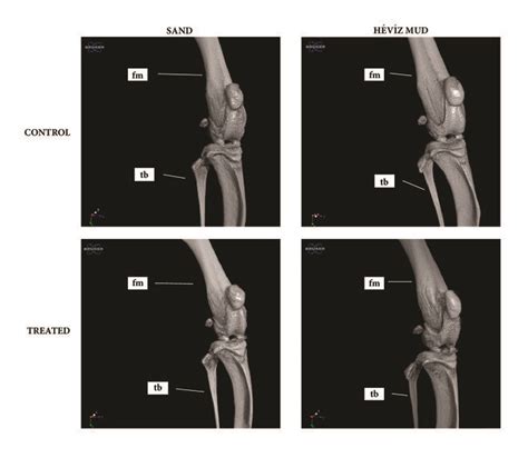 Bone Structural Damage In The Inflamed Region In Cfa Induced Rheumatoid