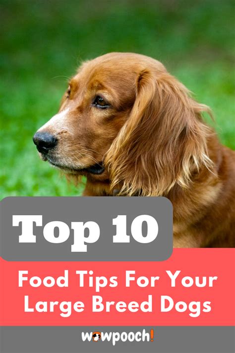 It is necessary to buy food without. Best Dog Food For Large Breeds (Puppies & Adults) : Dry ...
