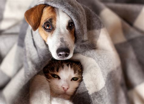 Are Anxiety Blankets Safe For Pets Petmd