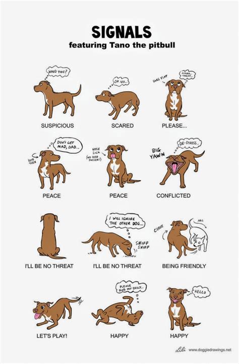 Dog Signals What Is Their Body Language Telling You