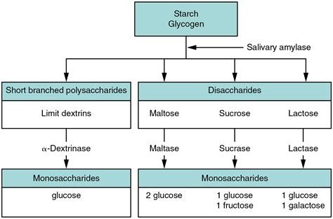 238 Chemical Digestion And Absorption A Closer Look Medicine Libretexts