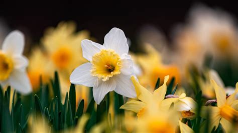 Focusing Photography Of White Yellow Daffodils Flowers 4k Hd Flowers