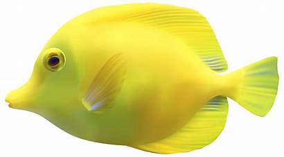 Fish Yellow Clipart Tropical Transparent Aquarium Underwater