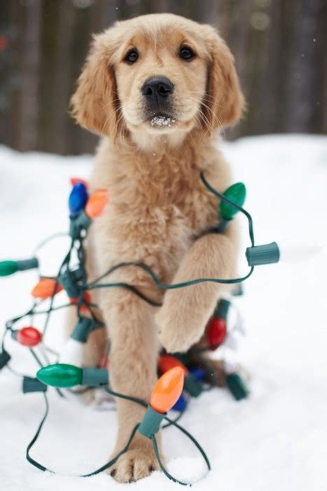 Cream or gold, but always so gorgeous, discover our golden retriever puppies for sale, from many of the finest, champion winning breeders in europe, and you will see some of the most beautiful pups ever. Christmas winter christmas lights puppies seasons golden retriever christmas blog ...