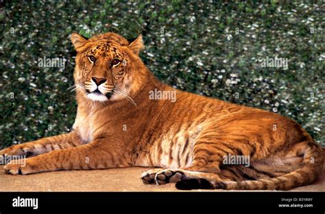 Tiger Lion Hybrid