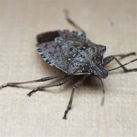 Pest Spotlight Stink Bugs · Extermpro
