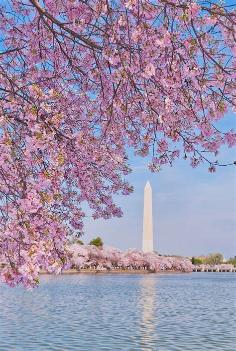 46 Washington Dc Cherry Blossom Wallpaper On Wallpapersafari
