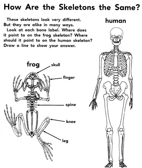 Frog specimens are ordered from bio. Webb's Blog: Image references for Frogman