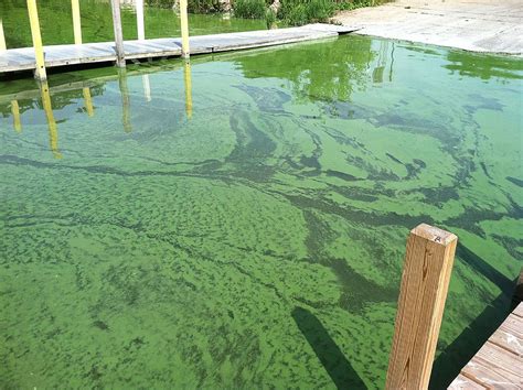 Harmful Algae Bloom Reported On Owasco Lake Near Country Club