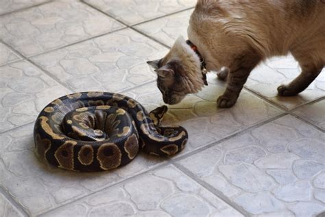 Do Snakes Attack And Eat Cats Facts And Faq Pet Keen
