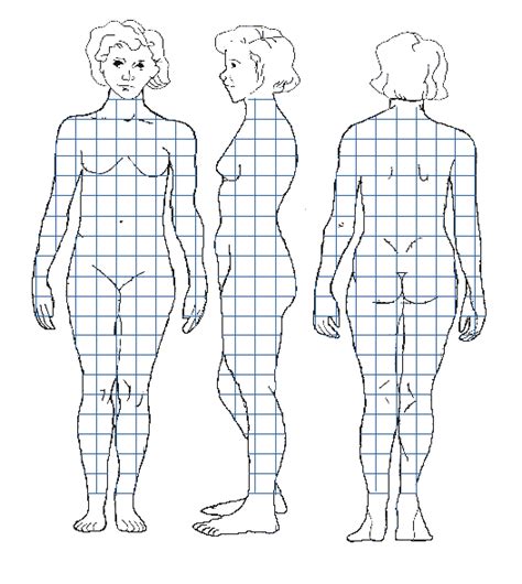 The wikimedia human body diagrams is a collection of images whose main purpose is to provide a way of explaining medical conditions and other phenomena. Women Body Image Chart