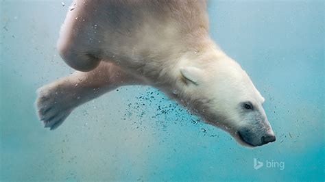 A Polar Bear Plunging 2016 Bing Desktop Wallpaper Preview
