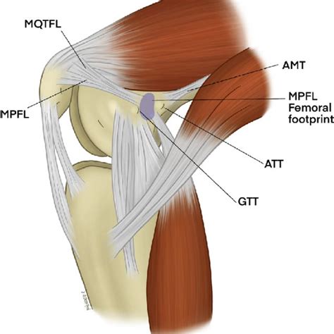 Medial Knee Tendon Anatomy