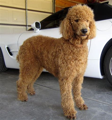 Maybe you would like to learn more about one of these? Srednji Koder - (Caniche - Poodle - Medium size) | Živalnik.si