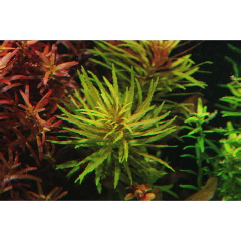 Limnophila Hippuridoides 三角叶 3 Stem Submerged Aquatic Plant Aquarium