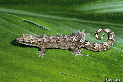 Mourning Gecko Lepidodactylus Lugubris