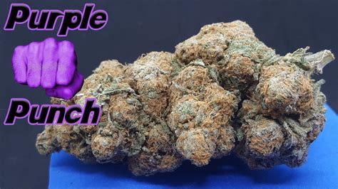 Purple Punch Strain Review Youtube