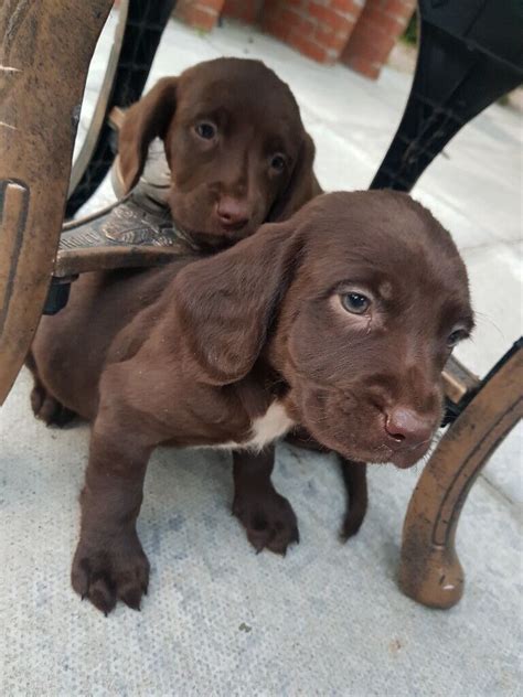 Springador Puppies In Tandragee County Armagh Gumtree
