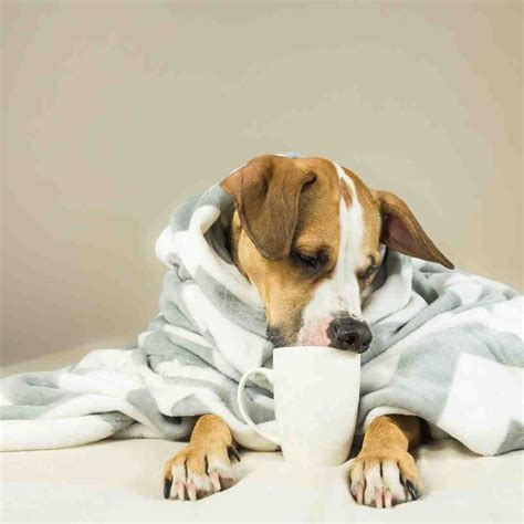 Can Dogs Drink Coffee With A Breakdown By Breed