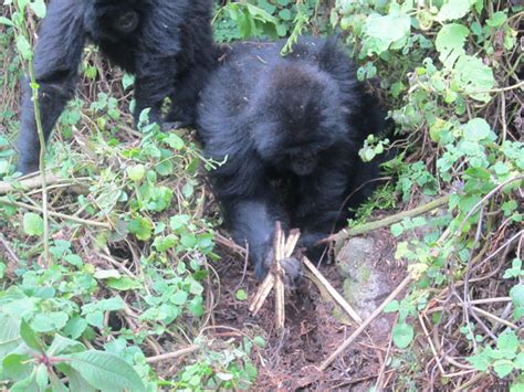 Young Mountain Gorillas Destroy Poachers Snares Africa Geographic