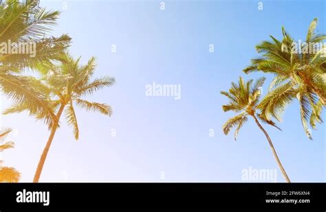K Palm Trees With Tropical Stylized Vintage Film Light Leak Lens Flares Stock Video Footage Alamy