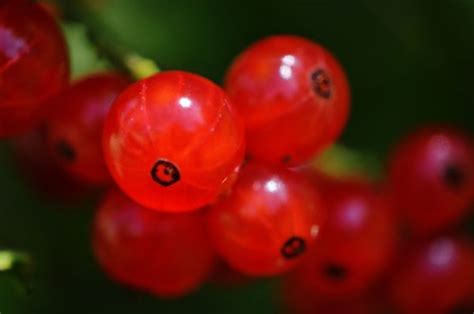 Free Images Nature Blossom Berry Sweet Leaf Flower Petal Bush