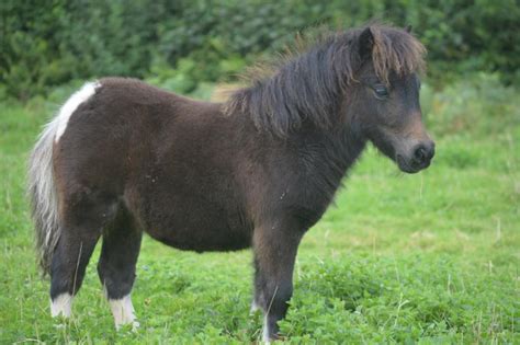 Shetland Pony - Facts and Information - VioVet