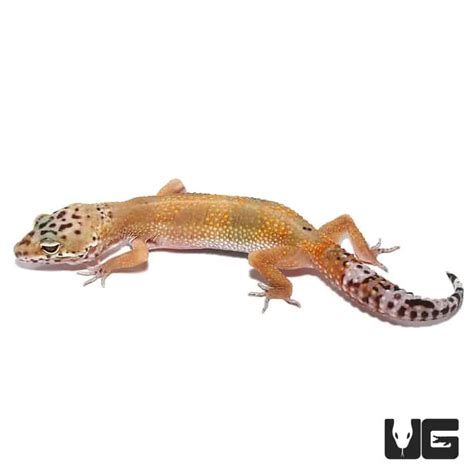 adult patternless leopard geckos eublepharis macularius for sale underground reptiles