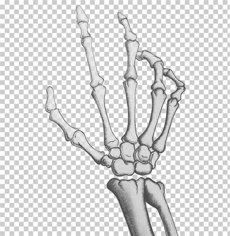 Ilustración De Hueso De Mano Gris Esqueleto Humano Dibujo De Mano
