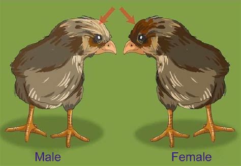 How To Sex Chickens 6 Ways To Determine Hen Or Rooster