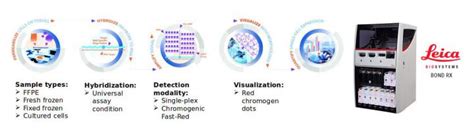 Advanced Cell Diagnostics Acd A Bio Techne Brand Leica Biosystems
