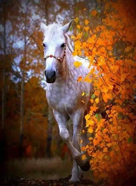 Pin By Sweet Caroline On I Love Fall Horses Most Beautiful Horses
