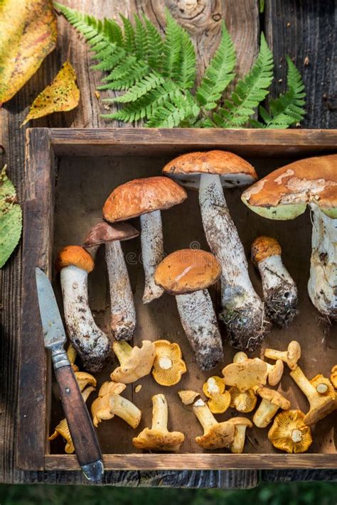 Fresh And Tasty Wild Mushrooms Collected In The Autumn Stock Photo