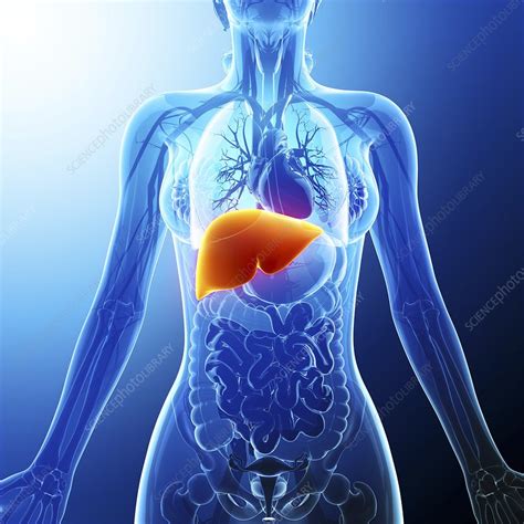 Human Liver Artwork Stock Image F0087783 Science Photo Library