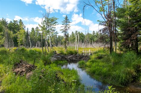 Bonnechere Provincial Park July 2022 Part 3 Trums Travels