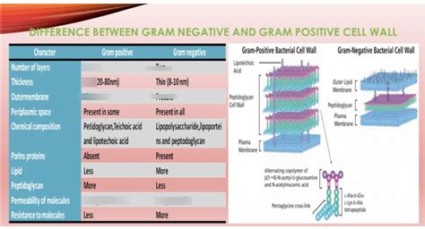 Gram Positive And Gram Negative Cell Wall Diagram Diagram Media