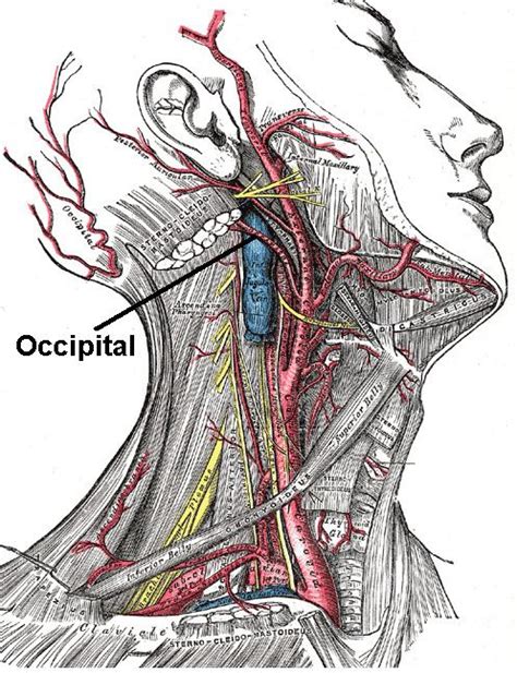Descending Branch Of Occipital Artery Alchetron The Free Social