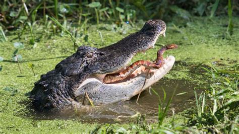Snake Fights To Escape Alligators Jaw Photographs Show ‘it Was A