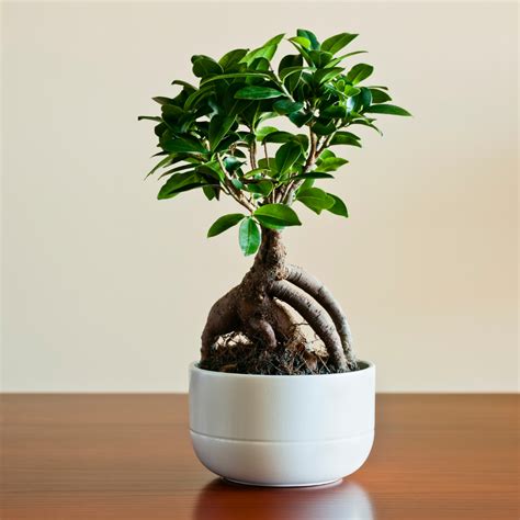 Indoor Ficus Plants Care Instructions Indoor Gardening