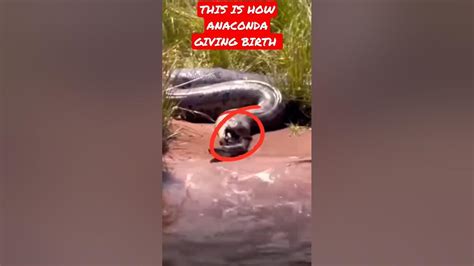 Anaconda Giving Birth To Its Youngshortsanacondasnakebbcearth