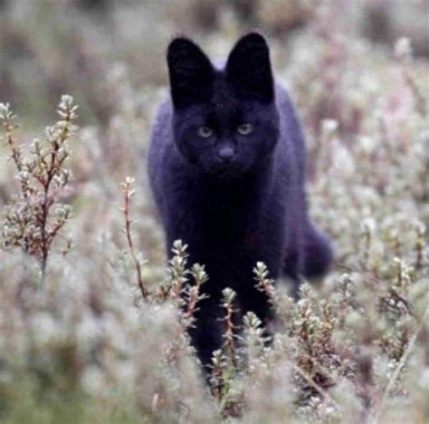 15 Beautiful All Black Melanistic Animals Nature Babamail