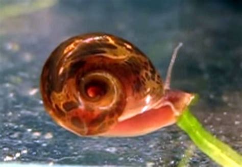 Red Ramshorn Snail Tropical Fish Keeping