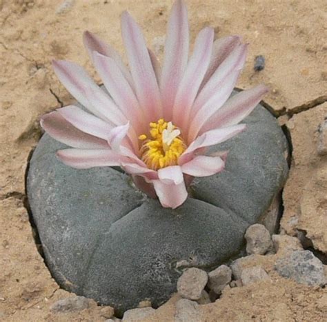 I am really interested in getting my hands on and growing a peyote cactus. LOPHOPHORA: Lophophora alberto-vojtechii seeds ...