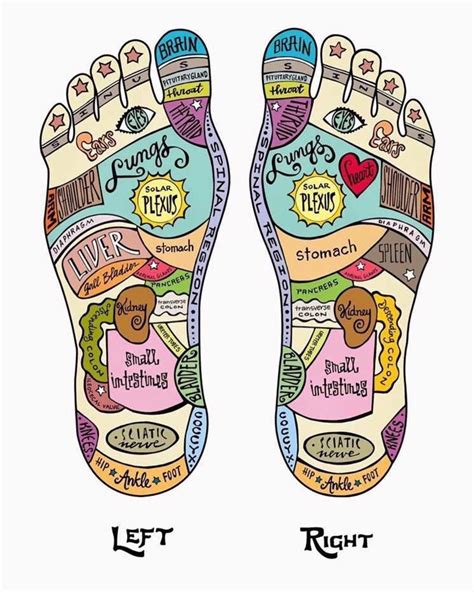 Pin By Scaw On Young Living Reflexology Massage Therapy Foot Reflexology