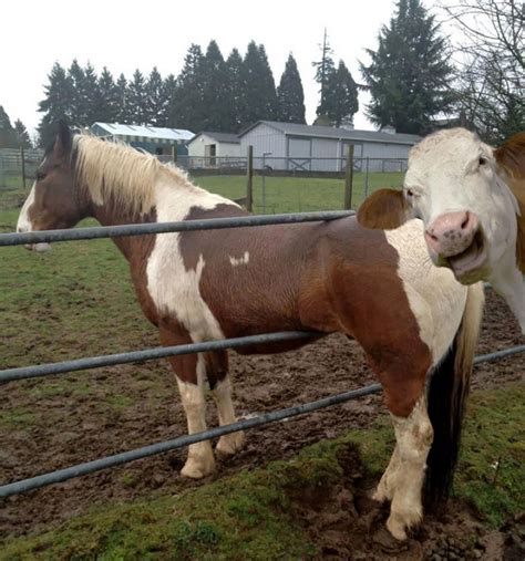 28 Of The Funniest Animal Photobombs Ever Bored Panda