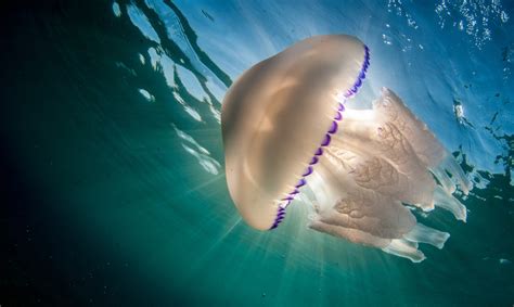 10 Curiosidades de las Medusas Una especie enigmática y peligrosa