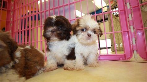 Adorable Imperial Shih Tzu Puppies For Sale Near Atlanta Ga At