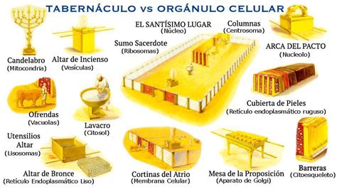 Ronald Megiddo Biblia Cuántica El Mobiliario y el resto de Organelos The tabernacle